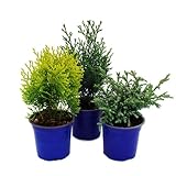 Exotenherz Zwerg-Koniferen-Set mit 3 Pflanzen - kleine Nadelgehölze für Beet und Balkon - im...