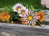 20 Samen Mittagsgold Gazania rigens Mittagsblume Garten Blumen Tiger Mix