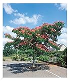 BALDUR Garten Albizia 'Ombrella', 1 Pflanze, Albizia julibrissin, Seidenbaum, Schlafbaum,...