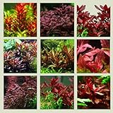 WASSERPFLANZEN WOLFF - 5 rote Aquariumpflanzen - 5 verschiedene Bunde, Set mit kräftigen Pflanzen,...