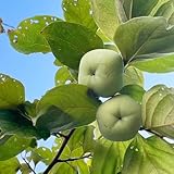 kakibaum winterhart samen kübelpflanzen bäume kaufen obst samen obstpflanzen stauden winterhart...