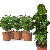 5 Echte Kaffeepflanze coffea arabica ca. 30cm mit Übertopf- pflegeleichter Kaffeestrauch zum selber...
