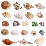 SKOOLOVE 21PCS Einsiedlerkrebs Schalen große Muscheln, Conch Größe 3-10cm,...