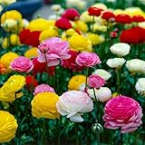 Ranunkeln Blumenzwiebel Winterhart - Mehrfarbig 50 Blumenzwiebeln - Asiatische Hahnenfuß - Mischung...