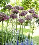 BALDUR Garten Allium 'Magic',6 Zwiebeln, große Blütenkugeln, magische Blütenfarbe, Magnet für...