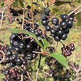 AroniaSamen, Aroniabeeren, seltene Aronia melanocarpa, obstgarten bio für sonnige plätze obstsamen...