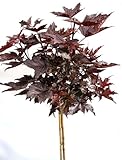 Blut - Ahorn - Crimson sentry - Acer platanoides Hochstamm Höhe 80-100 cm winterhart...