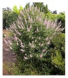 BALDUR Garten Mönchspfeffer 'Galactic Pink®',1 Pflanze, extrem lange Blütezeit, zieht Bienen &...
