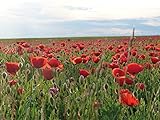 Klatschmohn Samen lat. Papaver, roter Mohnsamen als Mohnwiese für Bienen & Hummeln, rote leuchtende...