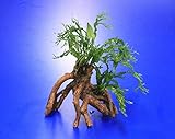 WFW wasserflora Windelov Javafarn-Mangrovenwurzel mit Höhle/Mangrovenbaum mit Microsorum Windelov