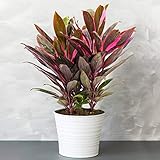 1 x Cordyline Tango (Keulenlilie) - Vielfarbige Luftreinigende Zimmerpflanzen - Topf Pflanze -...