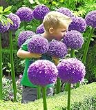 BALDUR Garten Allium 'Globemaster',1 Stück,riesengroße Blütenkugeln,imposante...