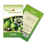 Maracuja Passionsfrucht Samen - Passiflora edulis - Maracujasamen - Obstsamen - Saatgut für 10...