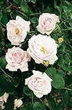 Kletterrose New Dawn in Hell-Rosa - Kletter-Rose winterhart & duftend - Pflanze für Rankhilfe...