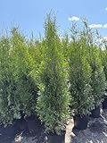 50 Thuja Brabant120-150cm ohne Topf gemessen frisch vom Feld Gartenhecke Heckenpflanzen Immergrüner...