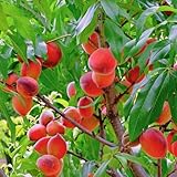 Pfirsichbaum 'Rakoniewiecka' Obstbaum 80-140 cm, Aromatische Süße Früchte, Winterharter,...