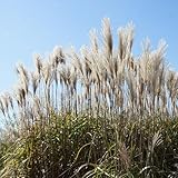 Jumbogras®, Ziergras Miscanthus sinensis Große Fontaine, Sichtschutz, Gräserhecke, Solitär im...
