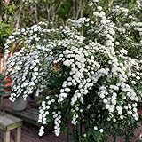 Spiraea Salicifolia - blühende sträucher winterhart heckenpflanzen balkonpflanzen winterharte für...