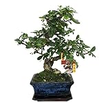Exotenherz Bonsai Fukientee - Carmona microphylla - ca. 6 Jahre