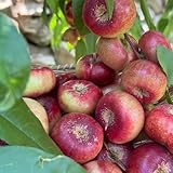 pfirsichbaum bonsaibaum balkongewächshäuser obstpflanzen hochbeete für garten gartenpflanze...