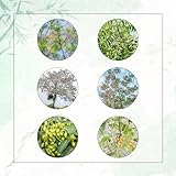 120 Pcs Neem Samen - Niembaum - Neembaum Samen, Pflanzen Samen, Bäume Pflanzen Neem Baum Samen -...