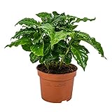 Bloomique - Coffea Arabica - Kaffeepflanze - Pflegeleicht - Luftreinigend - Höhe 20-30 cm - Topf 12...