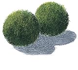 3 Mooskugeln Aquarium 4-6cm Cladophora aegagrophila