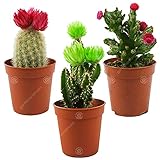 Mini Disco Kaktus Mix Haus/Büro 5.5cm getopfte kleine Geschenkepflanze (3 Pack)