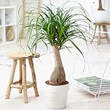 Gardener's Dream Elefantenfuß Indoor Palme - Große Zimmerpflanze, Tropisch, Immergrüne...