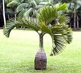 40 Stück grüne Palmensamen