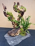Wurzel für Aquarium Garnelenbäumchen Moorwurzel Aquarium Wurzel Bonsai ca.20 cm Mangrove (Mopani)...