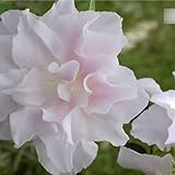 Rhododendron obtusum Mrs. Nancy Dippel - Japanische Azalee 25-30 cm