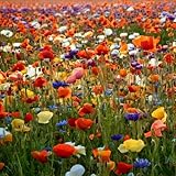 Bunte Mohn Samen – Einjährige Blumenmischung – Farbenfrohe Sommerblumen – Balkon Garten Beet...