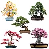 Außergewöhnliche Bonsai Samen mit hoher Keimrate - Pflanzen Samen Set für deinen eigenen Bonsai...