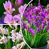 Bletilla Striata Mix Kollektion (5 Rhizome), Mischung aus 5 Sorten, 1 in jeder Farbe, winterhart und...