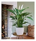 BALDUR Garten Spathiphyllum | Einblatt|im 55-65 cm hoch, 1 Pflanze, Luftreinigende Zimmerpflanze,...