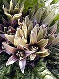 Alraune (Mandragora officinarum) 10 Samen der magischen im Frühling blühenden Zauberpflanze