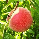 Pfirsichbaum Kernechter vom Vorgebirge historische Pfirsichsorte Buschbaum 110-140 cm 9,5 Liter Topf