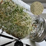 900 pcs Alfalfa Sprossen Samen Seeds, Pflanzen Samen Indoor Bio Alfalfa Sprossen Samen,...