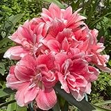 amarylliszwiebel hochbeet balkon deko wohnzimmer exotische winterhart mehrjährige 3pcs