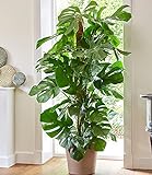 BALDUR Garten Monstera - Fensterblatt ca. 60-70 cm hoch,1 Pflanze Luftreinigende Zimmerpflanze...
