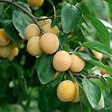 Nancy Mirabelle Pflaumenbaum - Buschform 120-150 cm | Sehr Ertragreich & Aromatisch | Ideal für...
