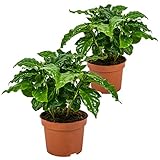 Bloomique - 2er Set - Coffea Arabica - Kaffeepflanze - Pflegeleicht - Luftreinigend - Höhe 20-30 cm...