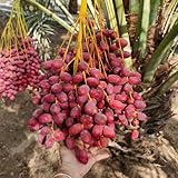 dattelpalmesamen - seltene deko bienenweide mehrjährig balkon winterhart 5pcs