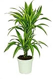 Dracaena deremensis 'Lemon Lime', Drachenbaum, echte Zimmerpflanze grün, 17cm Topfdurchmesser,...