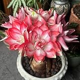 amarylliszwiebel garten winterhart deko balkon bodendecker stauden 3pcs