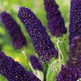 Garten Schlüter - Schmetterlingsflieder Black Knight - Sommerflieder (Buddleja) Pflanze in...