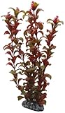 Hobby 41518 Rotala, 30 cm
