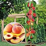 Pfirsichbaum- Säulenobstbäume - 80/90 cm hoch - Ideal für Balkon, Terrasse, Kleiner Garten -...