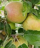 Apfelbaum `Finkenwerder Herbstprinz´, Halbstamm, 160-190cm im 10L-Topf